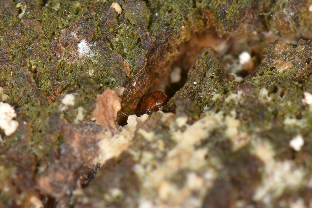 Leiodidae: Colenis sp.